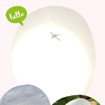 ハロ現象の画像 by 鈴さん | バルコニー/ベランダとGS花友さんに感謝と胸キュンと土曜日は お空の発表会と平和な日本に感謝と雲仲間と可愛いオキザリスとハロ現象とアート雲☁️と土曜はお空の発表会