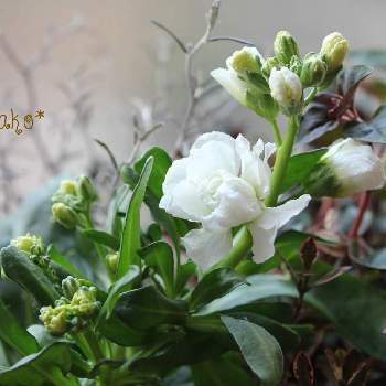 コロキア・コトネアスターの画像 by かこさん | ストックとコロキア・コトネアスターと花と緑のある暮らしと寄せ植えとマイガーデンと室内冬越しとガーデニング
