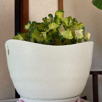 手作り鉢カバーの投稿画像一覧 Greensnap グリーンスナップ