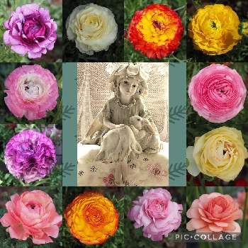 花の妖精の画像 by Momoさん | ラナンキュラスと公園の花壇とふわふわと植物と暮らすと私の花の写真と花の妖精と可愛いと花のある暮らしとチーム愛知