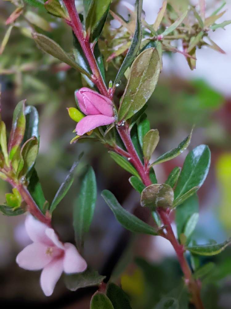 クロウエア サザンクロスの投稿画像 By ラタナンテちゃんさん サザンクロス ピンクのモーツァルトとサザンクロスとクロウエアとピンクの花とサザンクロス ピンクのモーツァルトとオージープランツとサザンクロス ピンクとクロウエアとピンクの花とサザンクロス ピンクの