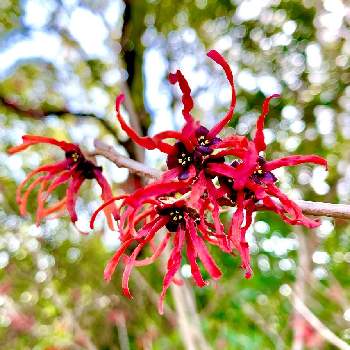 トキワマンサクの花の投稿画像一覧 Greensnap グリーンスナップ