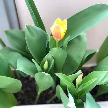 もうすぐ春ですねの画像 by ランさん | バルコニー/ベランダとチューリップと花のある暮らしともうすぐ春ですねと元気に育ててますよ