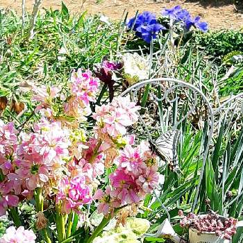 ストック♡の画像 by ますださんさん | 小さな庭とひとてま込めてとビオラ・パンジーとストック♡と花のある暮らしと春ですね