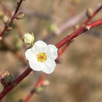 ユキヤナギ,花壇,ガーデニング,庭木,山野草の画像