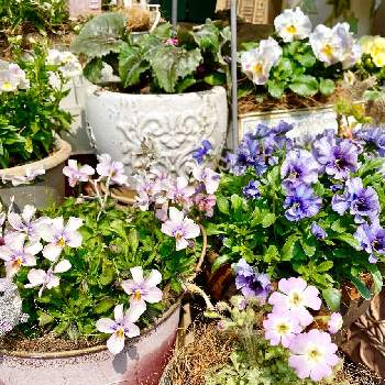 シルバーリーフ大好きの画像 by コキリさんちの庭 ②さん | ビオラ　レディとビオラ ’ パピヨンワールド 'と雲南サクラソウとフリル咲きパンジー シェルブリエとお気に入りの鉢とチームブルーNo.69とお気に入り♡と青い花とその葉っぱを写そう！2022とこんな時こそ花をとGSに感謝。とピンク大好きと大好き見切り品と青く美しきドヨウとシルバーリーフ大好きとふんわり優しい色と青い花マニアとチーム・ブルーと可愛らしいビオラ