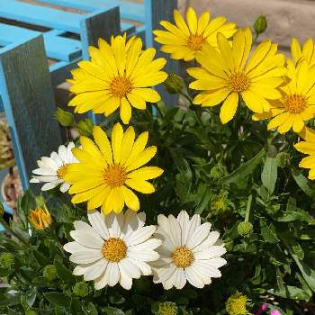 黄色と白の花の画像 by kororinさん | バルコニー/ベランダとオステオスペルマム　エクロニスと黄色と白の花と癒しとたくさんの種類とはるが来た！とマーガレット☆