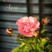 家族の名前シリーズ,毎日幸せ,おうち園芸,ラナンキュラスラックスaura,庭のある暮らしの画像