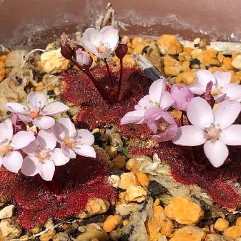 食虫植物 モウセンゴケの投稿画像一覧 Greensnap グリーンスナップ 食虫植物 モウセンゴケの投稿画像一覧 Greensnap グリーンスナップ