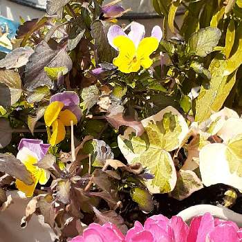 バラ咲きプリムラジュリアンの画像 by みぃやんさん | 小さな庭と社会生活を守ってくださっている皆さまに感謝とビオラ・パンジーとアイビー❇︎と寄せ植えと医療関係者に感謝と戦争反対とバラ咲きプリムラジュリアン