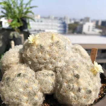 白いサボテンの投稿画像一覧 Greensnap グリーンスナップ