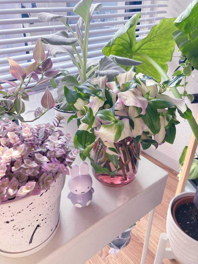 暴れん坊トラディスカンティア胡蝶の舞 再生計画 完結 Greensnap グリーンスナップ