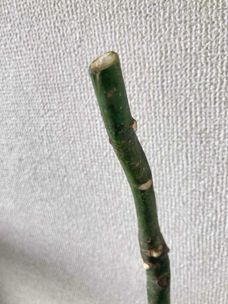 波瀾万丈】パキラミルキーウェイの記録｜🍀GreenSnap（グリーン