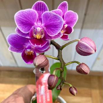 マイクロ胡蝶蘭の画像 by ヤンビビさん | お出かけ先とマイクロ胡蝶蘭とピンク色と紫色の花とピンク❤︎ピンクと珍しいと可愛い