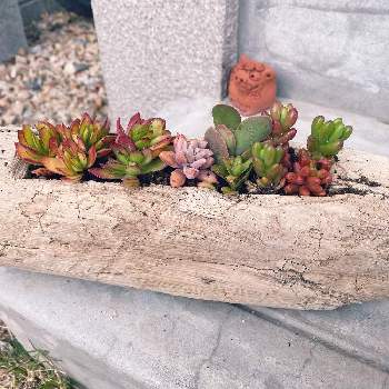 新品同様 流木多肉寄せ植えno 136 5ccb6e4c 定期お届け便 Pn Batam Go Id