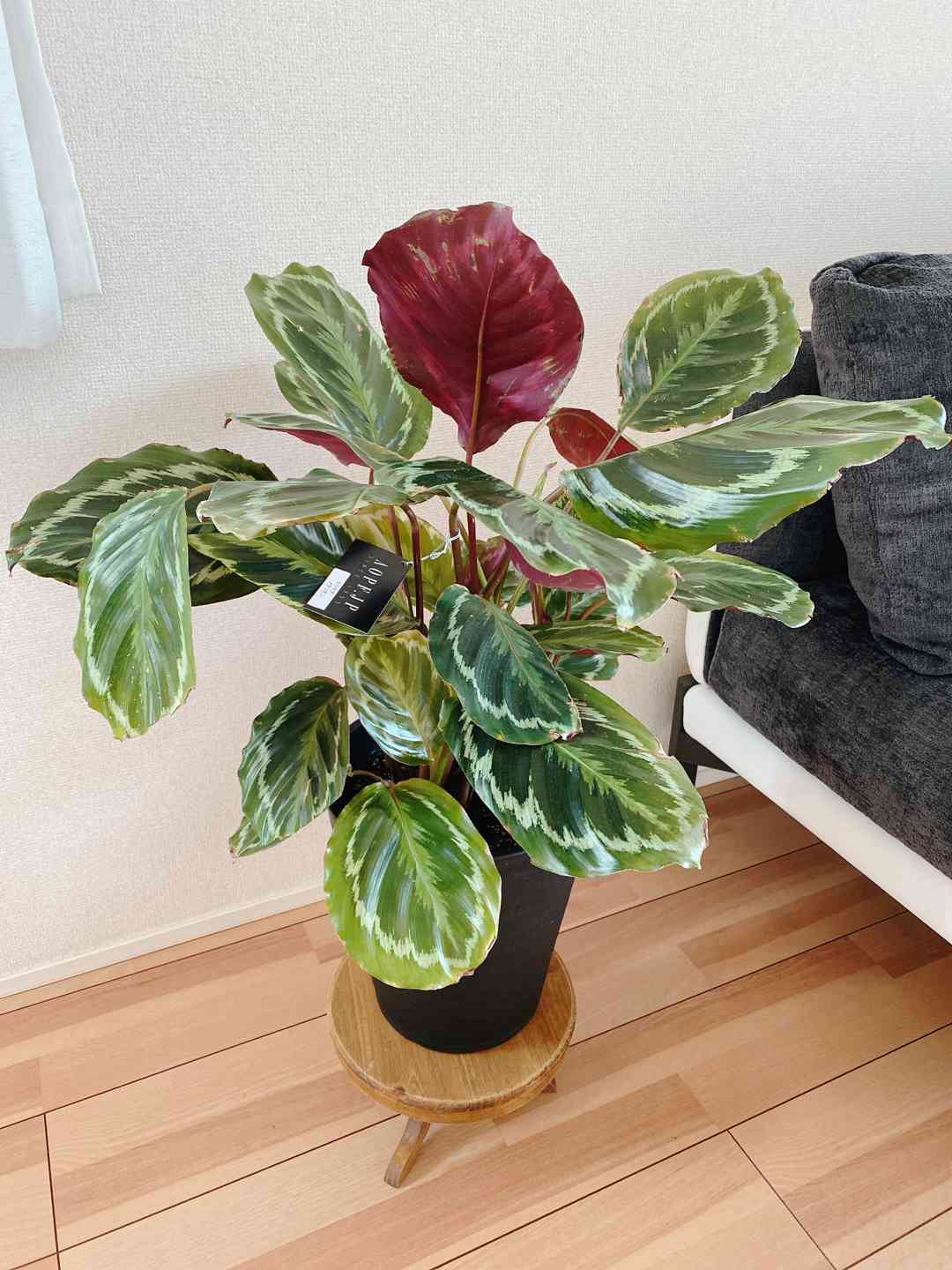 カラテア　メダリオン②　5号　荒木植物園　鉢底から約49cm 6月3日撮影現品　豊中市より出品　同梱発送歓迎　