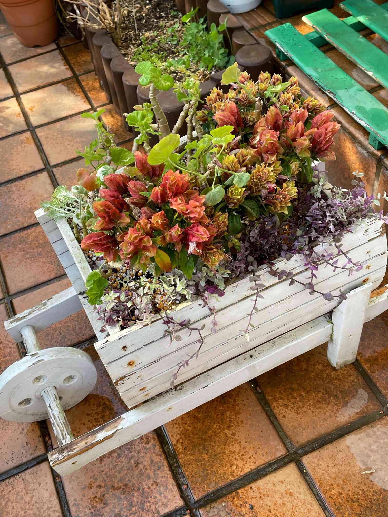 オーガスタ カリシア寄せ植え カリシアが可愛すぎる＆寄せ植えは爆発だ