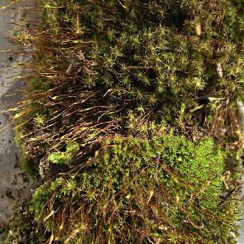 苔 スナゴケの投稿画像一覧 Greensnap グリーンスナップ