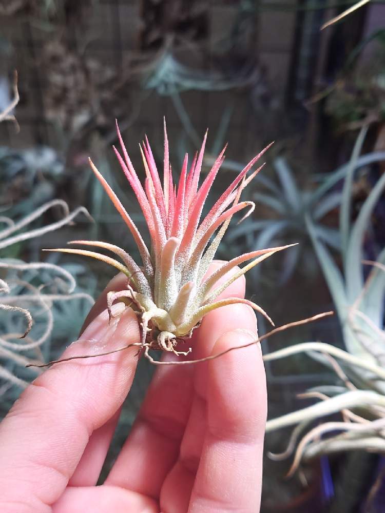 チランジアの投稿画像 By モッティさん イオナンタ オールウェイズレッドと部屋とエアプランツ チランジアと植物のある暮らしとおうち園芸と植中毒と イオナンタ万歳同盟 ﾟ ﾟ 人 ﾟ ﾟ と珍奇植物とイオナンタ軍団と温室暮らしとエアプランツとエアープランツ