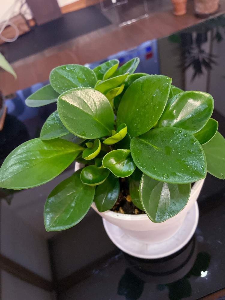 ペペロミアの投稿画像 By ゆったんさん 多肉植物と観葉植物とグリーンインテリアとダイソー鉢とダイソーと日光好きと綺麗とペペロミア属とペペロミア と成長記録と可愛いと新芽とインテリアグリーンとダイソー産と多肉植物と観葉植物とグリーンインテリアとダイソー鉢と