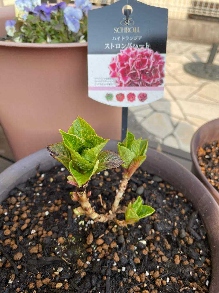 今年の紫陽花 Greensnap グリーンスナップ