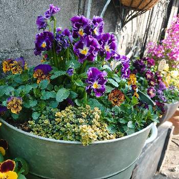 ヌーベル・ヴァーグの画像 by ぱんだっこ❁さん | お花大好き♡とビオラ・パンジーと寄せ植えとマイガーデンとはなのある暮らしとガーデニングとヌーベル・ヴァーグと花のある暮らしとお花は癒し