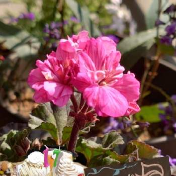 イングリッシュゼラニウムの投稿画像一覧 Greensnap グリーンスナップ