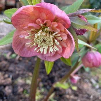 アプリコット色の花の投稿画像一覧 Greensnap グリーンスナップ