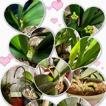 ミニカトレアの画像 by ナナちゃんさん | 部屋と君子蘭の蕾とミニカトレアとシンビジウムとミニ胡蝶蘭と多様性を愛する会