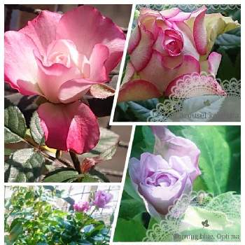 ラブリープリンセス、オプティマの画像 by りりあさん | バルコニー/ベランダとミニバラ　カルーセルとミニバラ モーニングブルーとラブリープリンセス、オプティマとミニバラとカルーセル コルダナとミニバラ ラベンダーコルダーナとバルコニーガーデニングとベランダガーデニングとミニバラ コルダーナ✨とミニ薔薇 コルダーナと花のある暮らしとミニ薔薇