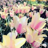 チューリップ,チューリップ・アントワネット,かわいい,花壇,ピンクの花の画像