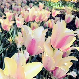 チューリップ,チューリップ・アントワネット,かわいい,花壇,ピンクの花の画像