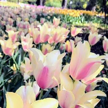 exexの画像 by たのこさん | お出かけ先とチューリップとチューリップ・アントワネットとexexとウクライナに平和をと花と緑のある暮らしとピンクの花とありがとう♡と花壇とピンク❤︎ピンクと チューリップとしあわせ♡と花のある暮らしとかわいいとお花は癒しと山下公園