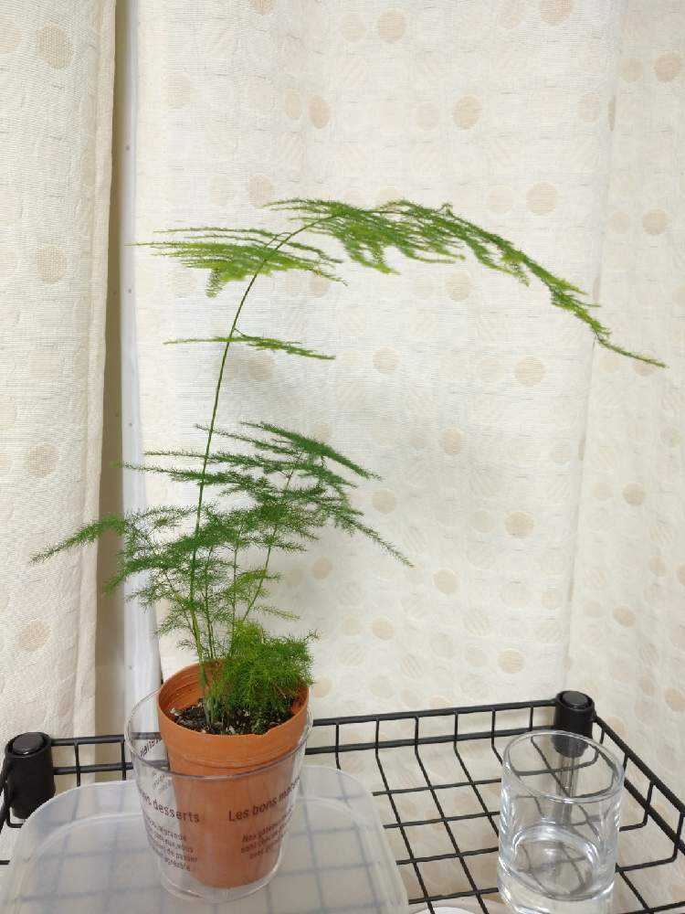 アスパラガス・プルモーサス・ナナス｜🍀GreenSnap（グリーンスナップ）