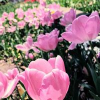 チューリップ,かわいい,花壇,ピンクの花,花のある暮らしの画像