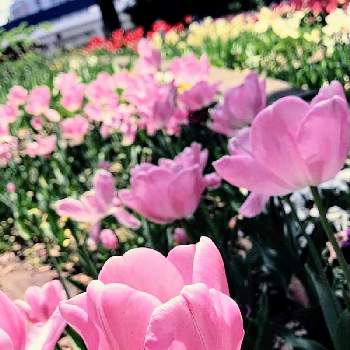 exexの画像 by たのこさん | お出かけ先とチューリップとexexとウクライナに平和をと花と緑のある暮らしとピンクの花とありがとう♡と花壇とピンク❤︎ピンクとしあわせ♡と花のある暮らしとかわいいとお花は癒しと山下公園