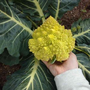 ロマネスコ,春野菜,野菜作り,家庭菜園,畑の画像