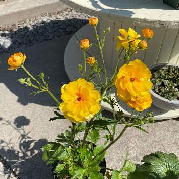 ケーブルドラムの画像 by 華と花さん | アプローチとミネルバとガーデニングと黄色い花と花のある暮らしとケーブルドラム