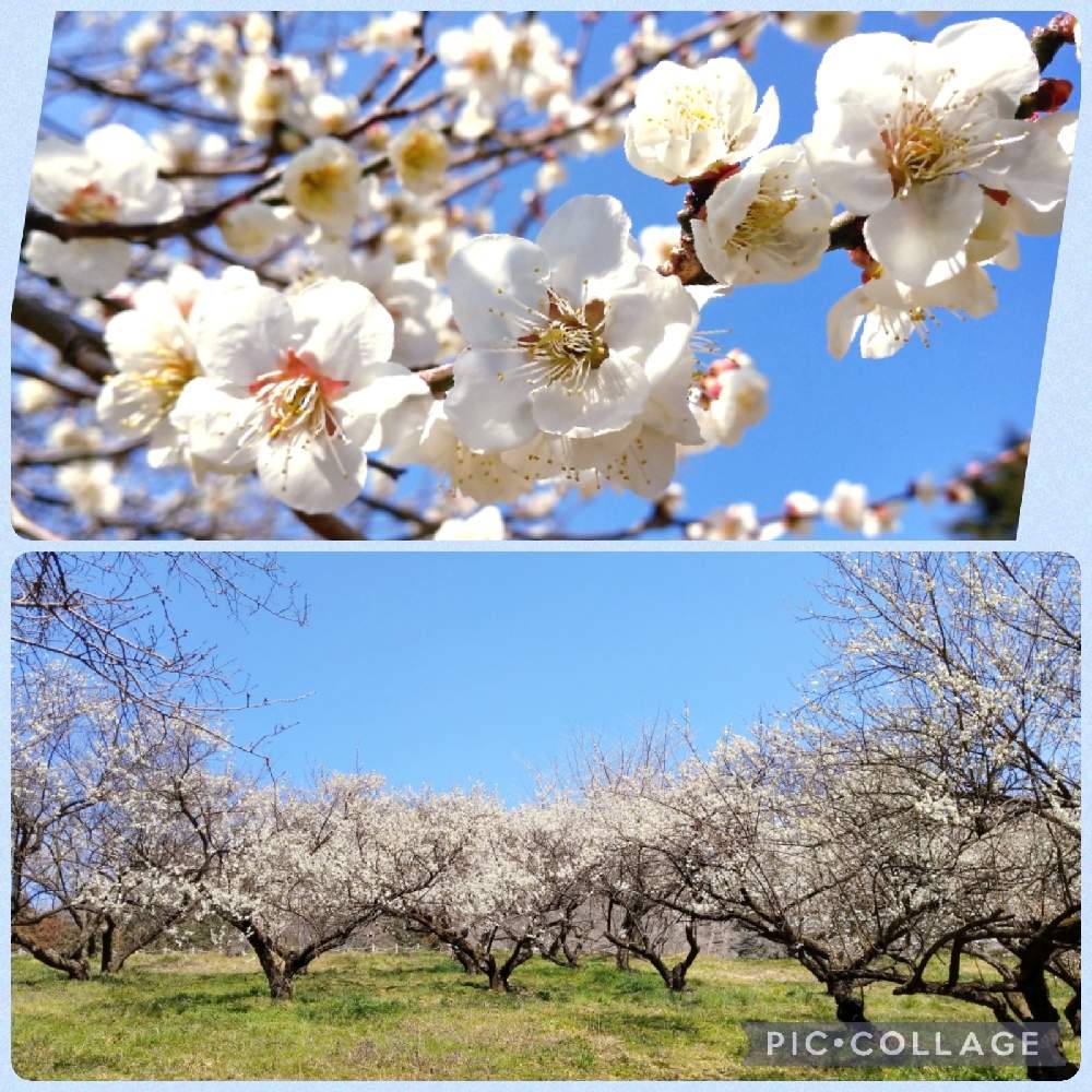 梅の花の投稿画像 By ミキさん お出かけ先と白い花と本沢梅園と相模原市緑区と白い花と本沢梅園と相模原市緑区 22月3月13日 Greensnap グリーンスナップ Greensnap グリーンスナップ