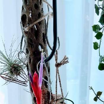 チランジア カプトメデューサの画像 by ポコさん | 窓辺とチランジア カプトメデューサと癒しの時と出た出たとおうち園芸とドキドキ❤️とヤバい
