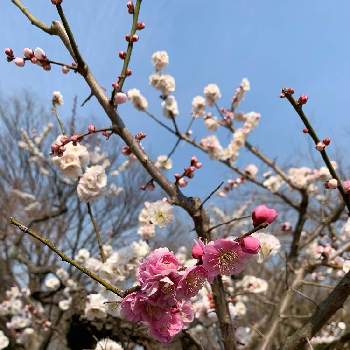 いい匂いの投稿画像一覧 Greensnap グリーンスナップ