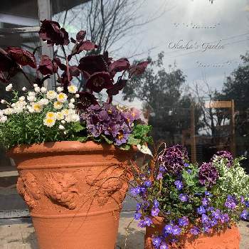 渋谷園芸の投稿画像一覧 Greensnap グリーンスナップ