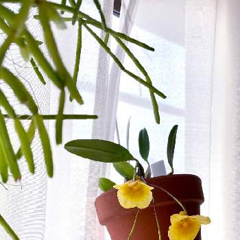 リプサリス エワルディアナの画像 by Doraさん | 窓辺とリプサリス エワルディアナとデンドロビウム ウェンツェンとおうち時間とLove & Peaceと植物が好き♡と植中毒と初めての蕾と蘭の沼と新入りと花のある暮らし