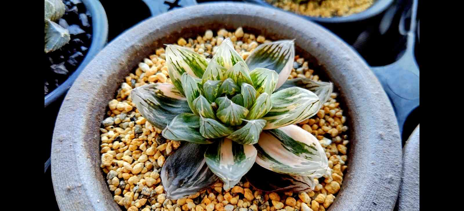 【期間限定出品】ハオルチア ピリフェラ RIB0136　多肉植物 期間限定出品】ハオルチア ピリフェラ RIB0136 多肉植物 - メルカリ