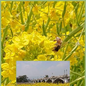 アブラナ科アブラナ属の画像 by Uzuki1957さん | お出かけ先と菜の花畑と可愛いお花と春に咲く花と黄色のお花とアブラナ科アブラナ属