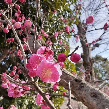 別名唐梅 カラウメ の投稿画像一覧 Greensnap グリーンスナップ