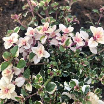 斑入りタイムドレスホワイトの投稿画像一覧 Greensnap グリーンスナップ 斑入りタイムドレスホワイトの投稿画像一覧 Greensnap グリーンスナップ