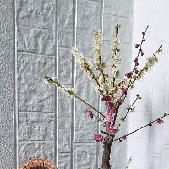 自作鉢の画像 by ikeyanさん | 小さな庭と盆栽と自作鉢とガーデニングと花のある暮らし