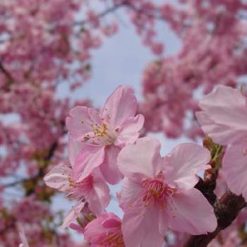 ご近所の花壇の画像 by kenｰjohさん | お出かけ先と河津桜と花のある暮らしとご近所の花壇