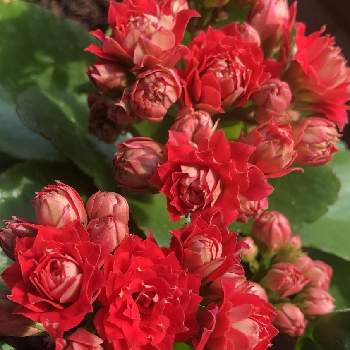 真紅の花の投稿画像一覧 Greensnap グリーンスナップ